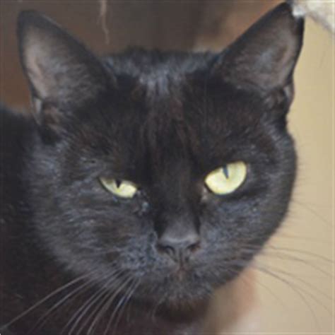 Many people believe friday the 13th carries bad luck because the number. 13 Black Rescue Cats for Friday the 13th! | Charity Choice ...