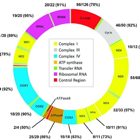 The Map Of Human Mitochondrial Dna And Number And Percentage Of