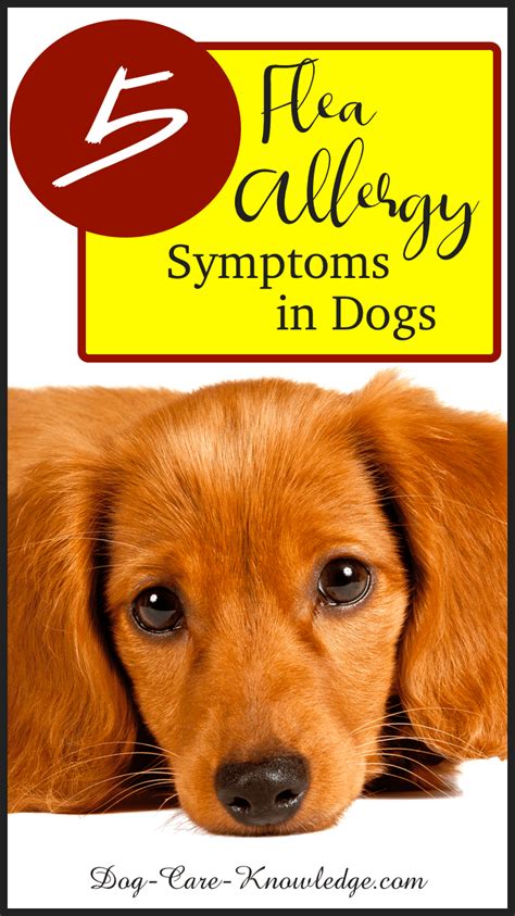 Fad for short, flea allergy dermatitis is an intensely itchy skin disease due to an allergy to flea bites. Dog Allergy Symptoms and How to Recognize Them