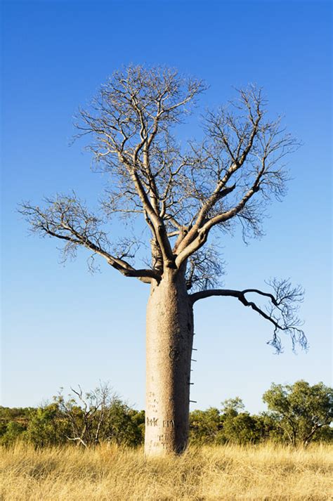 Photograph Of Boab Tree Australia Photography