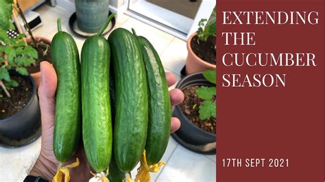 Extending The Cucumber Season How To Grow Cucumbers Youtube