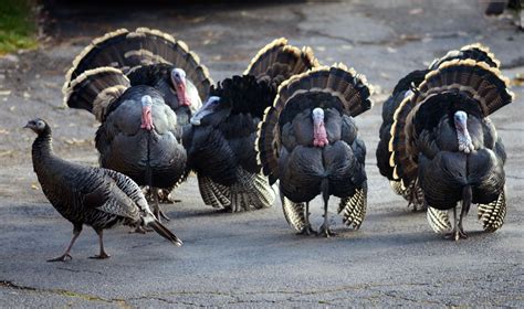 Wild Turkeys Oct 19 2019 The Spokesman Review