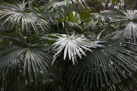 Palm Trees Under Snow In Unusually Cold Weather Stock Image Image Of