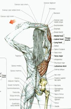 Here the extrinsic back muscles are classified into logical subgroups to facilitate knowledge. 200+ Drawing Reference - Anatomy - Female ideas | female anatomy, anatomy, drawing reference