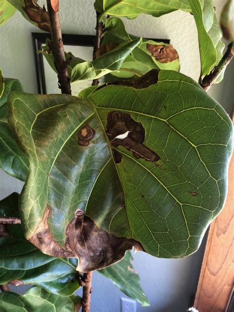 A Large Green Leaf Hanging From The Side Of A Tree