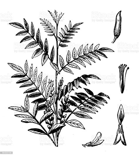 Botanik Pflanzen Antik Gravur Abbildung Lakritze Stock Vektor Art Und
