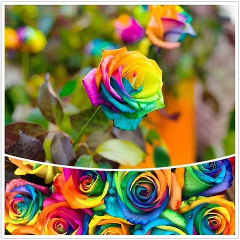 Seedcoast Rainbow Rose Seeds For Planting Rare Rose