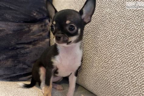 53 Chihuahua Puppies For Sale Austin Texas Image Bleumoonproductions