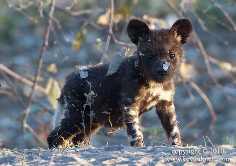 Discover the magic of the internet at imgur, a community powered entertainment destination. Cute&Cool Pets 4U: African Painted dog Puppies Pictures