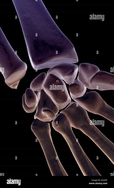 Los Huesos De La Muñeca Fotografía De Stock Alamy