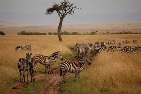 Z Nairobi 2 Dniowe Prywatne Safari Masai Mara Z Posiłkami Getyourguide