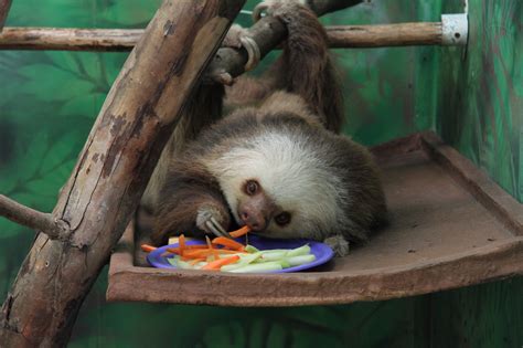 Sloth Sanctuary In Cahuita Costa Rica Reizen And Reistips