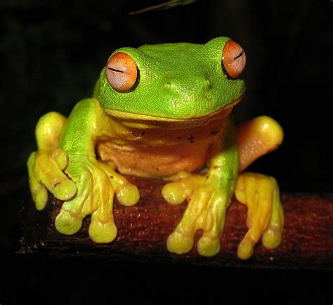 Red Eyed Tree Frog Litoria Chloris Edit1 Anoures — Wikipédia Avec
