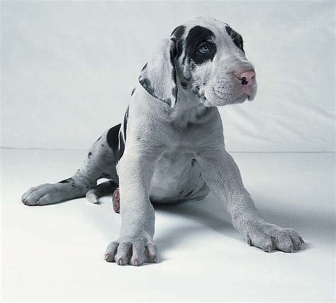 Black And White Great Dane Puppy Grneyditalian Flickr