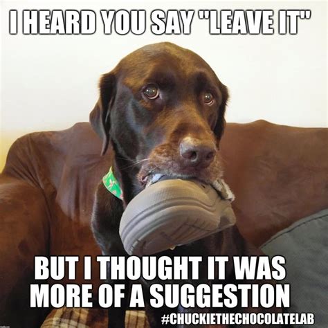 Chuckie The Chocolate Lab Dog Quotes Funny Funny Dogs Funny Labs