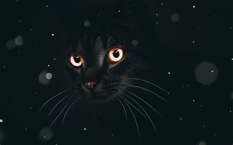 Herunterladen Hintergrundbild Schwarze Katze K Dunkelheit Haustiere Abstrakte Kunst Katze