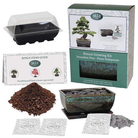 Buy Bonsai Tree Grow Your Own Kit Grow 3 Of The Most Popular Varieties
