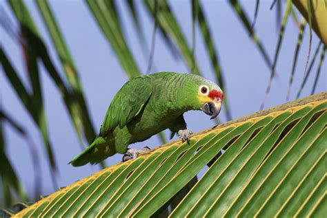 Red Lored Amazon Parrots Bird Species Profile