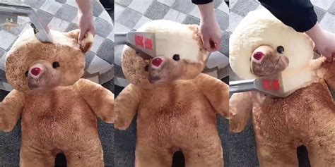 Teddy Bear Steam Cleaned In Viral Video Becomes Meme