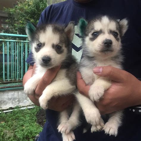 Jual Siberian Husky Jantan Puppies Blue Eyes Kaskus