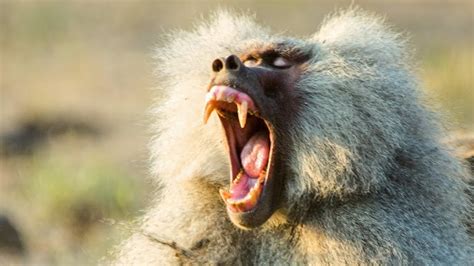 Gelada Baboon Teeth