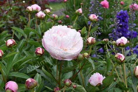 The Lady Alexandra Duff Peony Adelman Peony Gardens