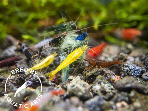 Assorted Neocaridina Shrimp Neocaridina Davidi Bredby Aquatic Arts