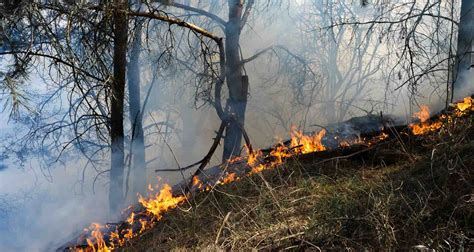 Incendios Forestales Cómo Evitarlos Cuál Es Su Impacto Y Cómo Actuar