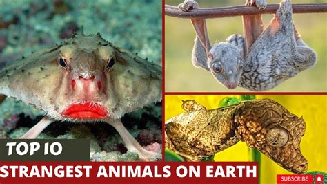 Top 10 Animals You Wont Believe Exist On Our Planetpower Facts