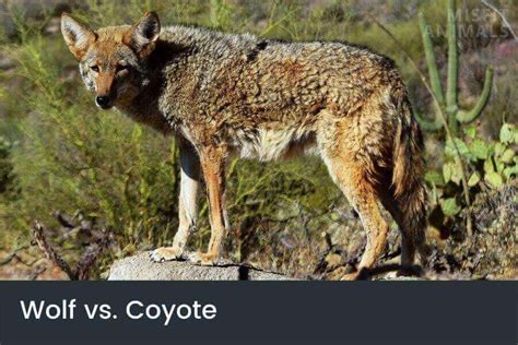 Wolf Vs Coyote Differences And Similarities Between Them
