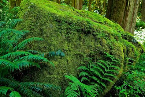 Rock Covered With Moss In The Midst Of A Rainforest Of British Columbia