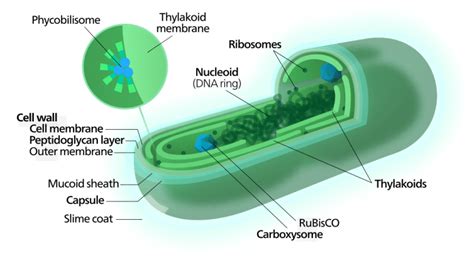Maybe you would like to learn more about one of these? The Function Of Ribosomes | Science Trends