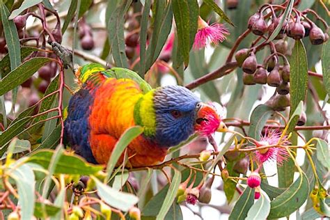 10 Facts About Rainbow Lorikeets King Parrots Kuwait