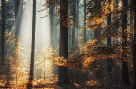 Nature Landscape Trees Forest Sunlight Fall Leaves