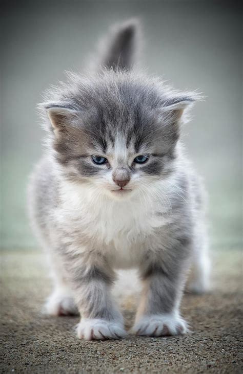 Angry Kitten Photograph By Jonathan Ross Pixels