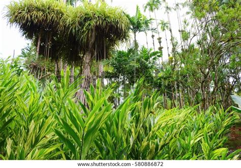 Rainforest Martinique Caribbean Stock Photo 580886872 Shutterstock