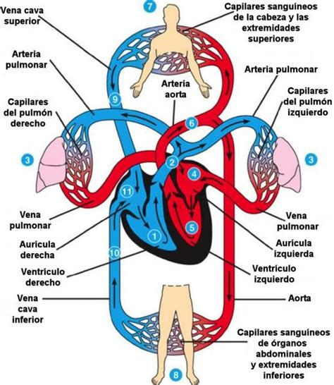 Como Circula La Sangre Human Circulatory System Heart Anatomy Emt Study