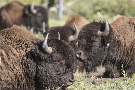 Plains Bison Roaming Free In Banff National Park For First Time In