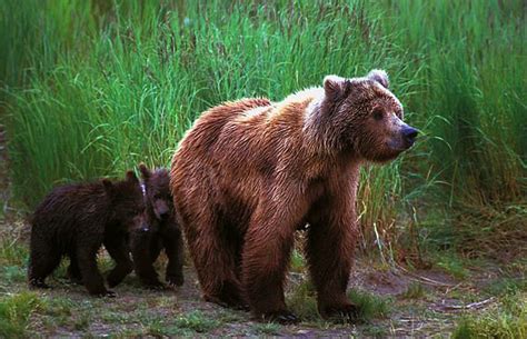 Justin by vera perminova listed by blue sky bears united states 26 (66 cm) ₽118510.67 rub. Bear | Animal Wildlife