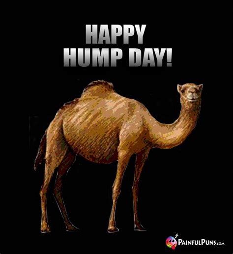 Top 101 Wallpaper Happy Hump Day Camel Picture Excellent 092023