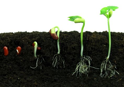 How do sprouted seeds taste? How Do Seeds Sprout? | Wonderopolis
