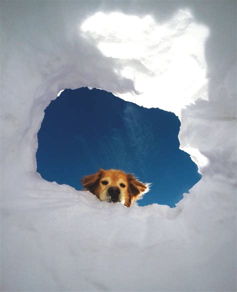 This Dog Looking In The Snow Looks Like Hes Looking Down From The