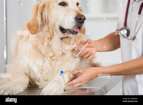 Veterinary Placing A Catheter Via A Golden Retriever In The Clinic