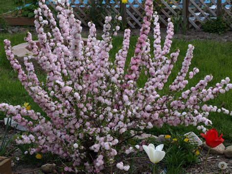 While the display is not showy, the blooms can fill a room with its sweet fragrance. flowering almond bush...this smells so good ...