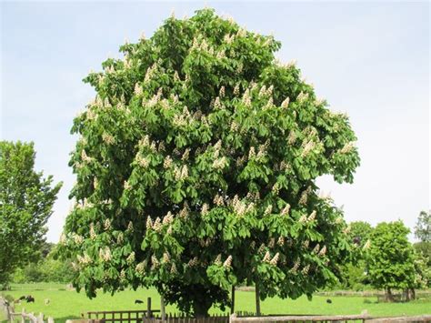 Blooming Chestnut Tree Free Stock Photos Rgbstock Free Stock