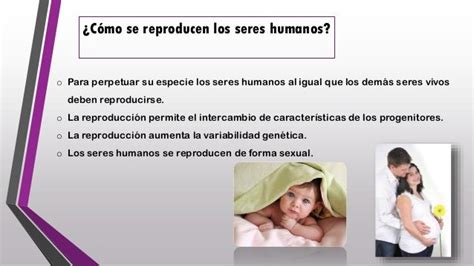 Reproducción En Humanos