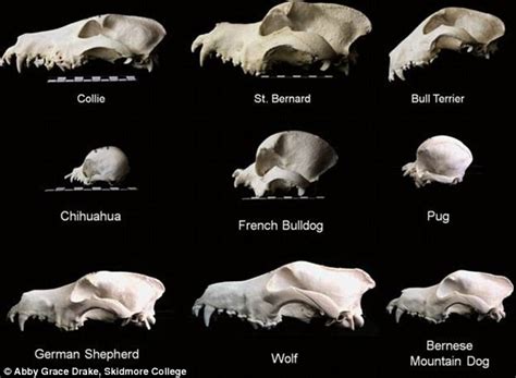 30000 Year Old Fossil Of The Oldest Dog Turns Out To Be A Wolf Daily