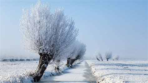 Wallpaper Trees Landscape Nature Snow Branch Ice Frost