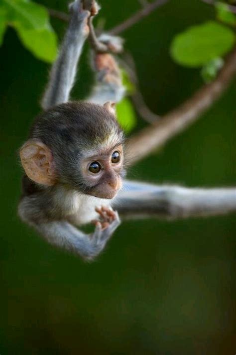38 Best Images About Cute Baby Monkeys On Pinterest