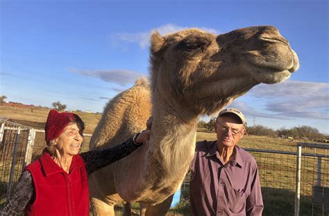 Camels Thrive In Oklahoma Farms Ap News